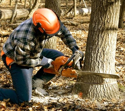 Tree Removal in Cadillac, MI